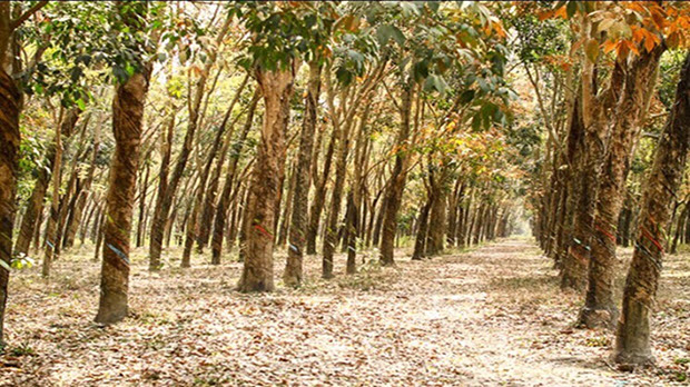 Giá cao su tăng 44% so với đầu năm